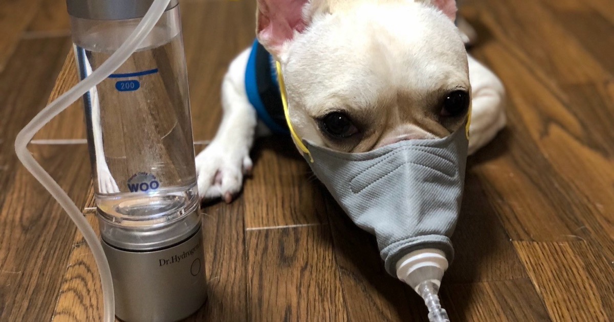 床に置いたドクター水素ボトル+の横で、小さなマスクをつけて水素を吸うワンちゃん