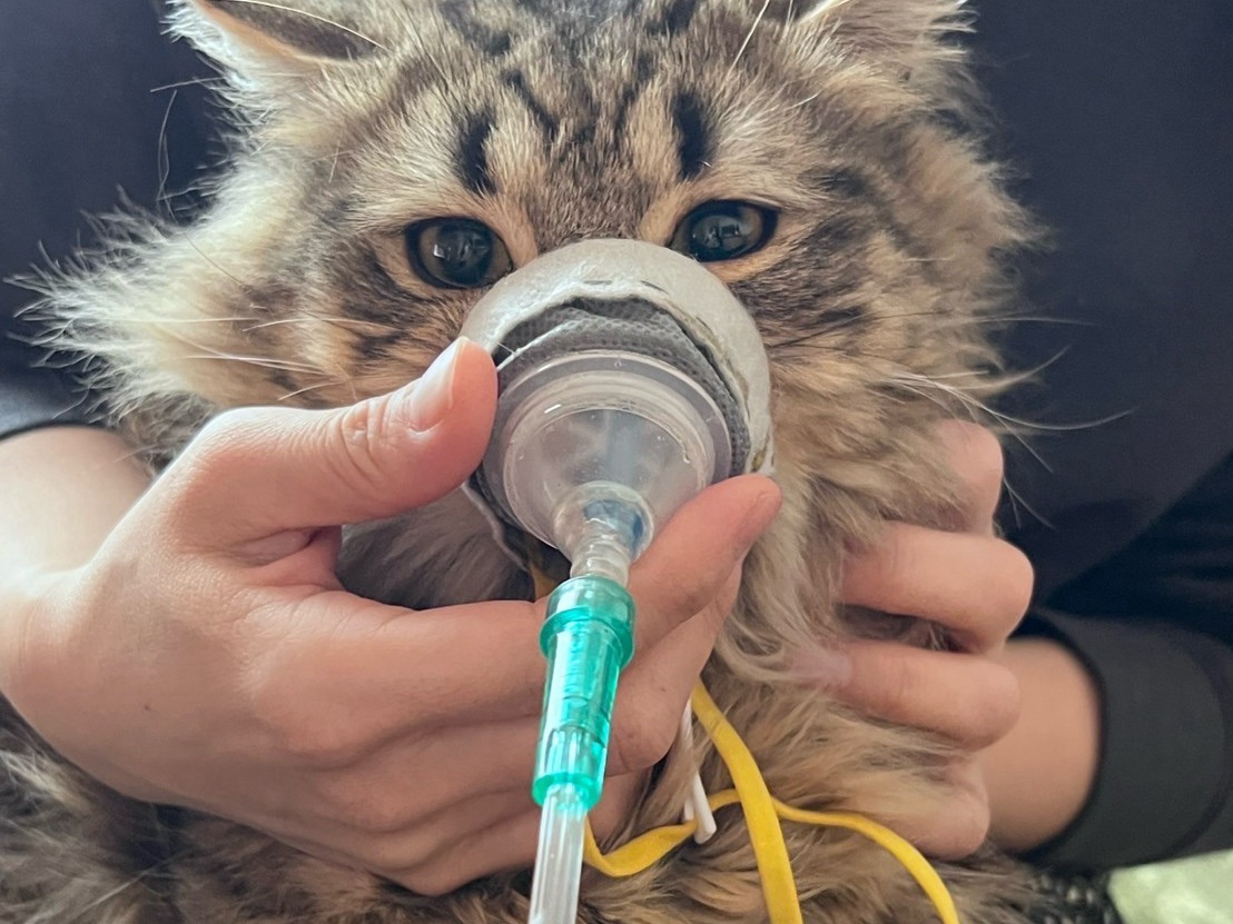 飼い主さんのひざの上でくつろぐ猫ちゃん