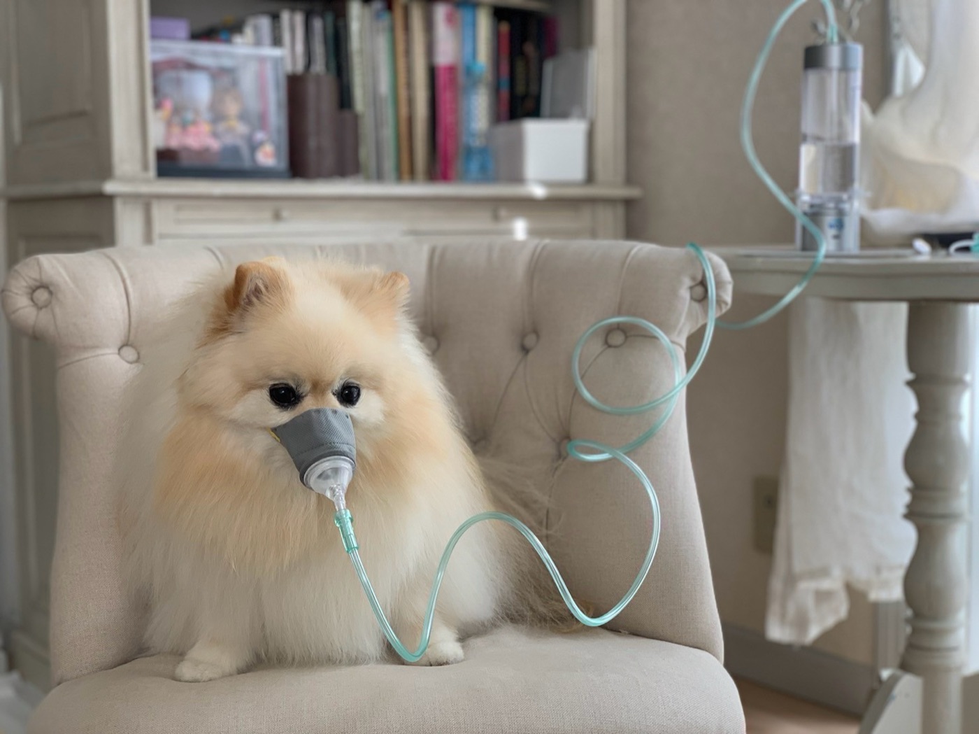 椅子に座ったワンちゃんが小さなマスクで水素を吸っている。テーブルの上にドクター水素ボトル+